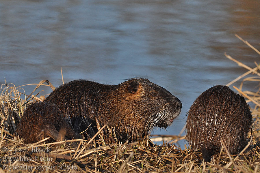 Myocastor coypus Sumpbäver