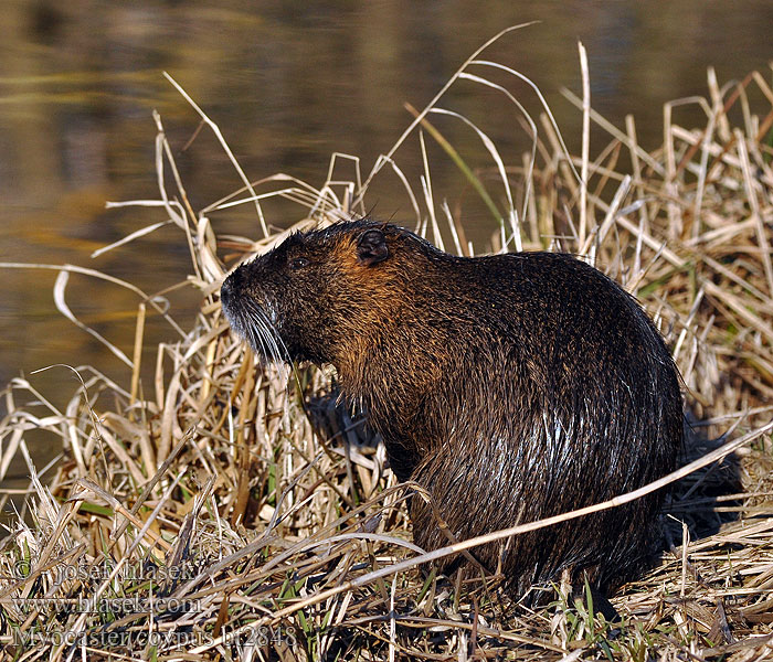 Myocastor coypus Coipo