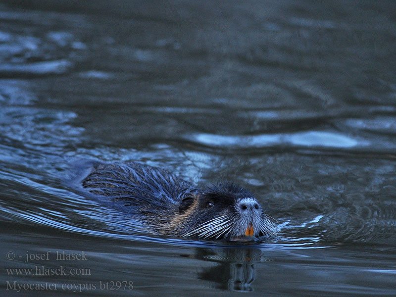 Myocastor coypus ヌートリア 海狸鼠