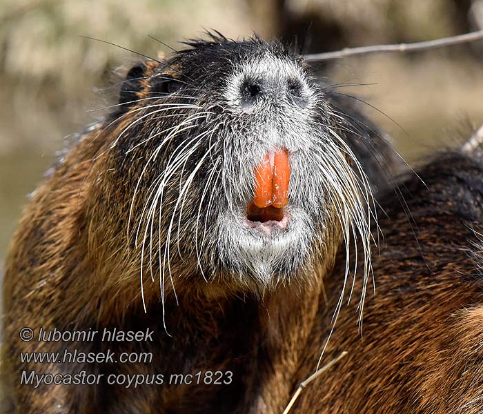 Coypu Myocastor coypus