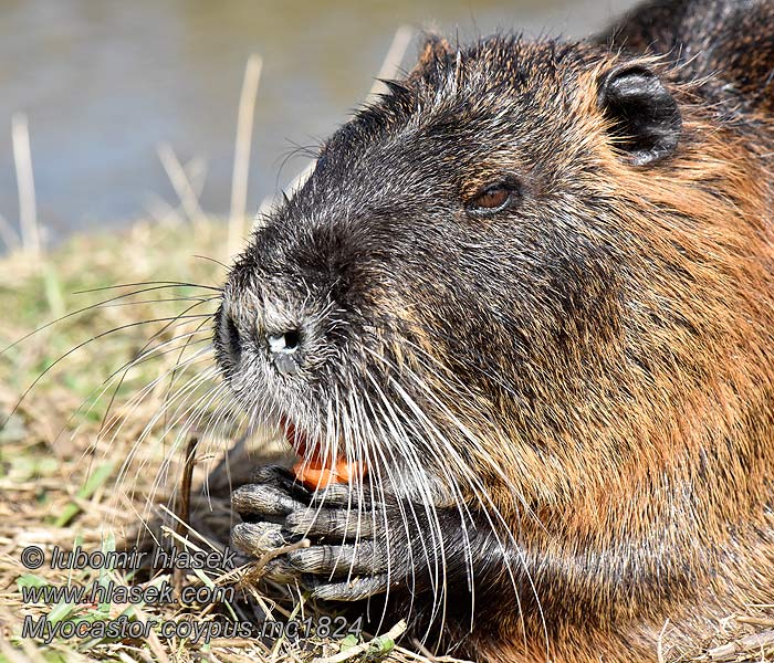 Nutrie říční Myocastor coypus