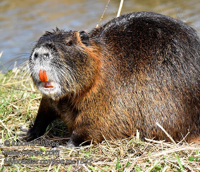 Нутрия Ragondin Myocastor coypus