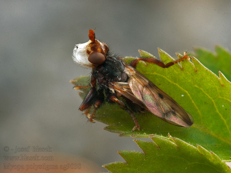 Myopa polystigma