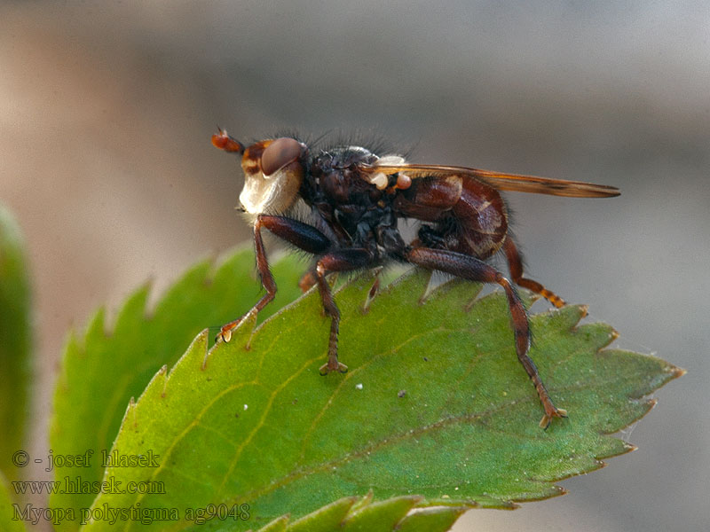 Myopa polystigma