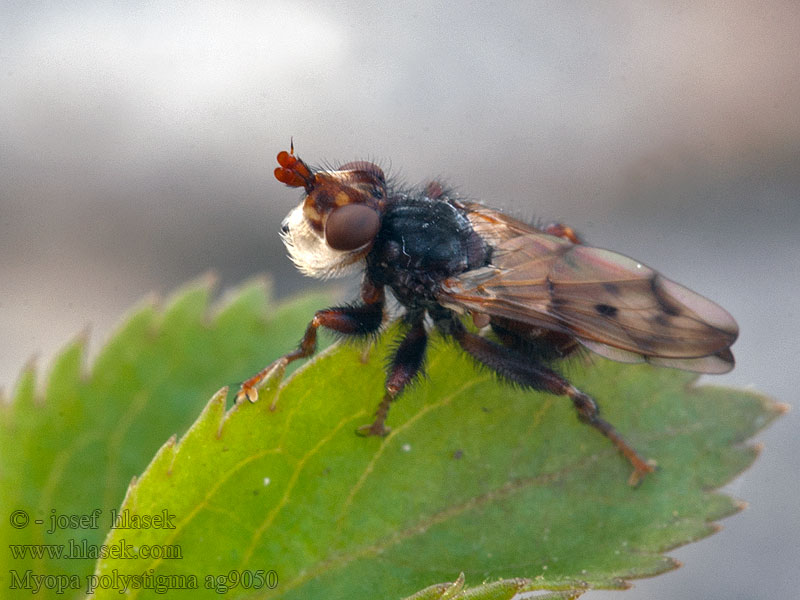 Myopa polystigma