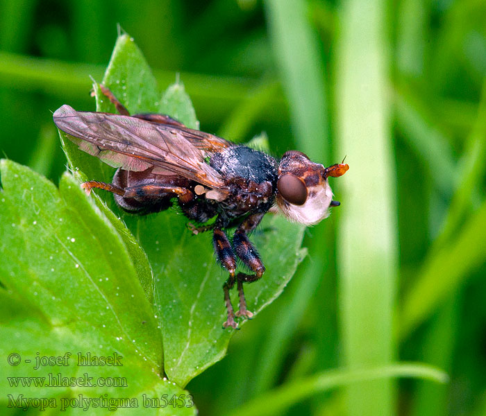 Myopa polystigma