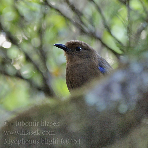 Myophonus blighi Ceylon Whistling-Thrush Modravec srílanský Ceylonpfeifdrossel Arrenga Ceylan Tordo zufolatore Sri Lanka セイロンルリチョウ Gwizdokos cejlonski Veddaplystretrost Ceylonfluitlijster Ceylon-fluitlijster Ceyloninjokirastas Sri Lanka-fløjtedrossel Дрозд шриланкийский