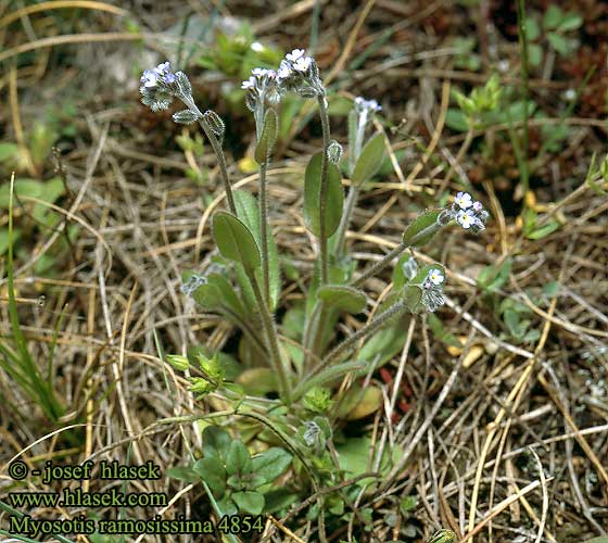 Myosotis ramosissima