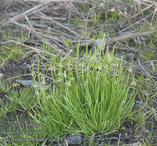 Tiny mousetail Little Mouse-tail Mysiurek drobny