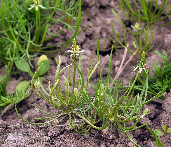 Myosurus minimus Kleiner Mäuseschwanz