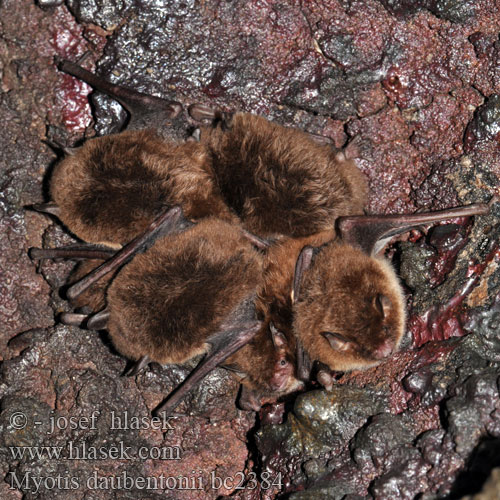 Wasserfledermaus Liliacul apã Netopier vodný Vízi denevér Watervleermuis Vannflaggermus Nocek rudy Водяная ночница Vesisiippa Vattenfladdermus 水鼠耳蝠 水鼠耳蝠 Gousperell Daubenton Воден нощник Ratpenat d'aigua خفاش آبی Vandeninis pelėausis Myotis daubentonii Netopýr vodní Daubenton's Bat Vandflagermus