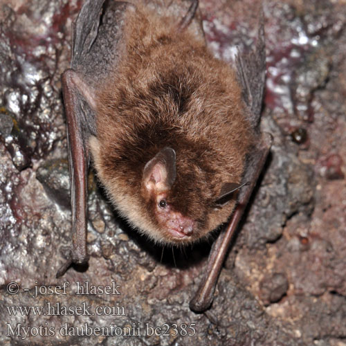 Myotis daubentonii Netopýr vodní Daubenton's Bat Vandflagermus Wasserfledermaus Liliacul apã Netopier vodný Vízi denevér Watervleermuis Vannflaggermus Nocek rudy Водяная ночница Vesisiippa Vattenfladdermus 水鼠耳蝠 水鼠耳蝠 Gousperell Daubenton Воден нощник Ratpenat d'aigua خفاش آبی Vandeninis pelėausis