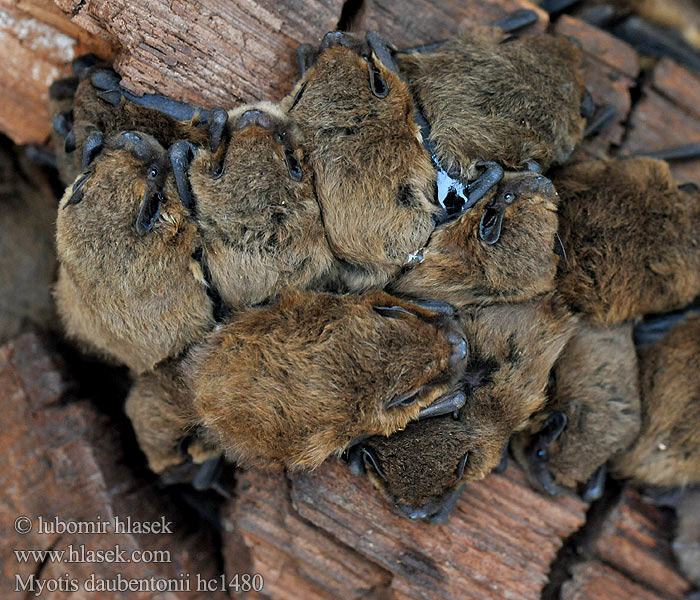 Myotis daubentonii hc1480