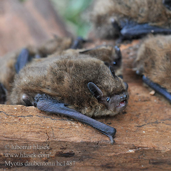 水鼠耳蝠 水鼠耳蝠 Gousperell Daubenton Воден нощник Ratpenat d'aigua خفاش آبی Vandeninis pelėausis Myotis daubentonii Netopýr vodní Daubenton's Bat Vandflagermus Wasserfledermaus Liliacul apã Netopier vodný Vízi denevér Watervleermuis Vannflaggermus Nocek rudy Водяная ночница Vesisiippa Vattenfladdermus