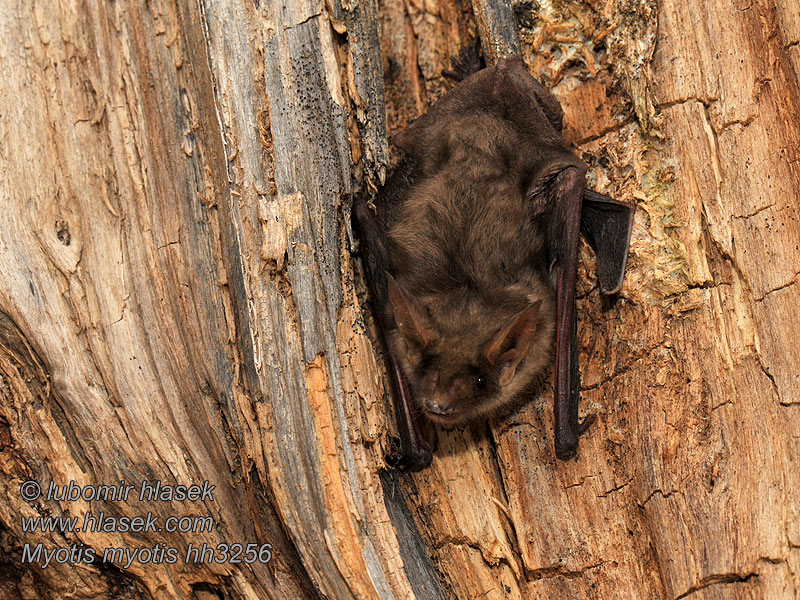 Myotis_myotis_hh3256