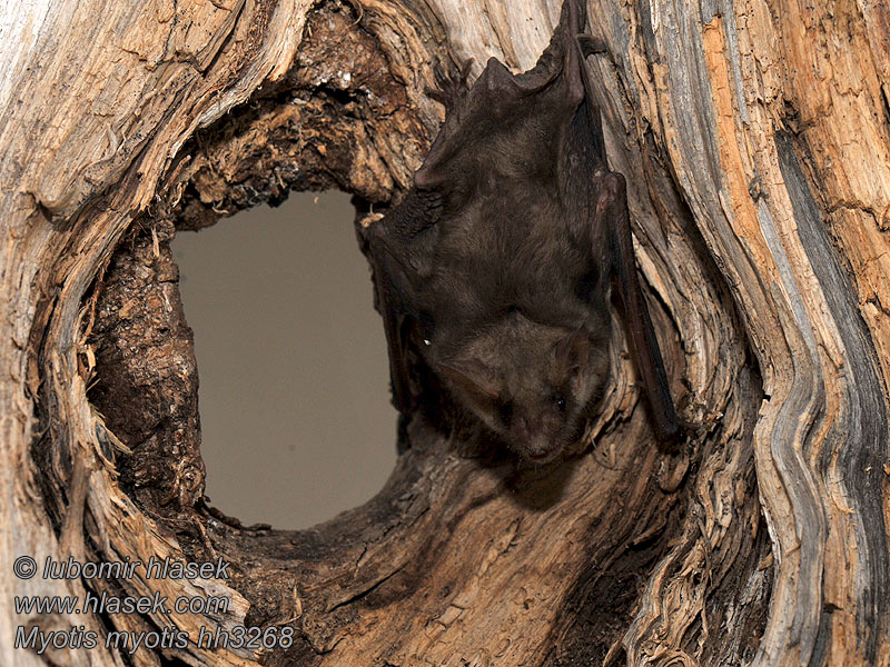 Myotis_myotis_hh3268