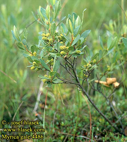 Myrica gale