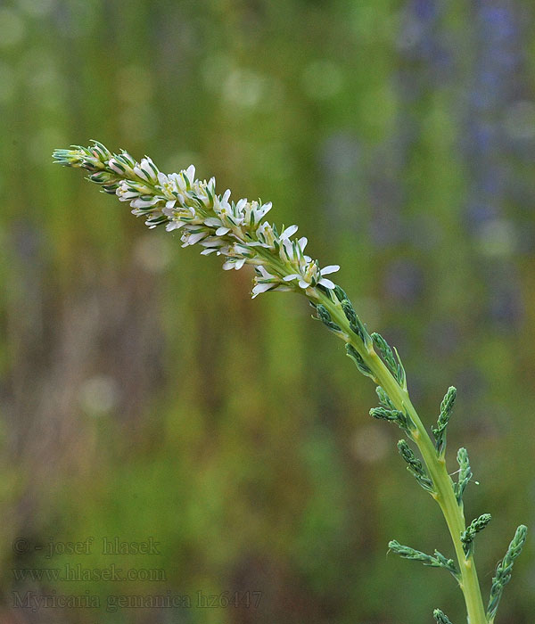 Września pobrzeżna Myrikovka nemecká Myricaria germanica