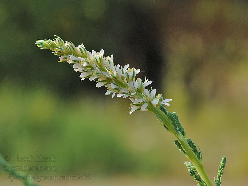 Myricaria germanica Židoviník německý Мирикария германская