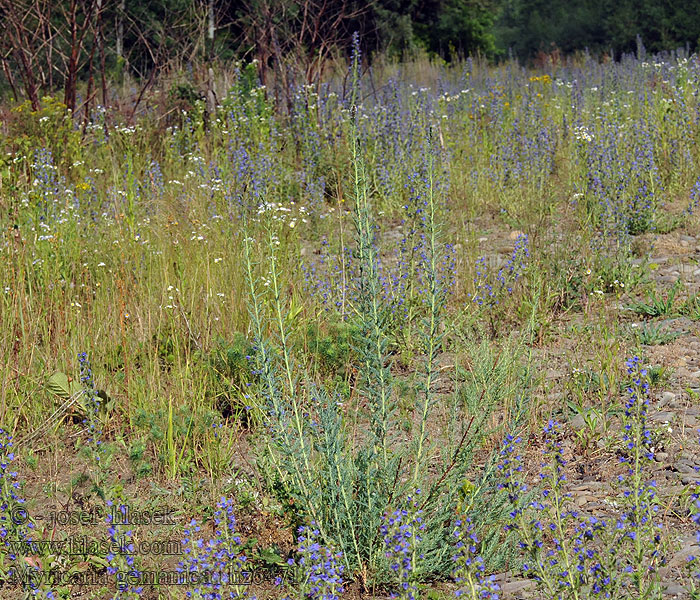 Myricaria germanica Września pobrzeżna Myrikovka nemecká