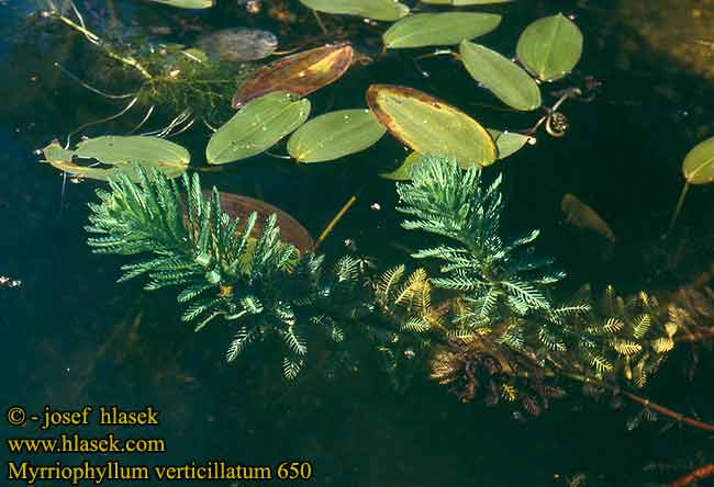 Wywłócznik okółkowy Stolístek přeslenitý Myriophylle verticillé