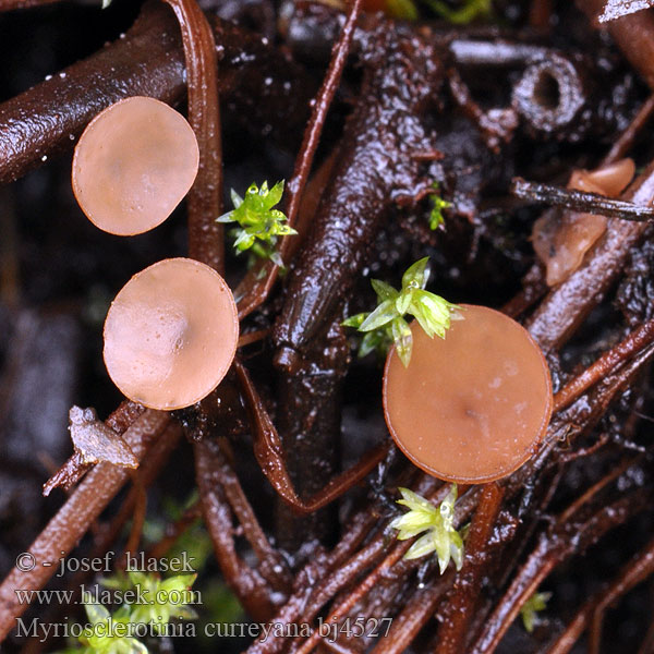 Myriosclerotinia curreyana Sclerotinia Hlízenka Curreyova Siv-Knoldskive Russenknolkelkje Currey`s Binsen-Sclerotienbecherchen Sumpf-Becherling