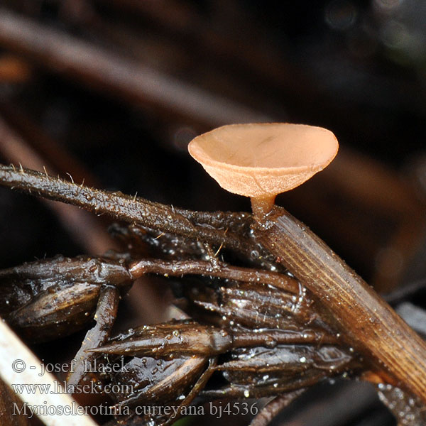 Siv-Knoldskive Russenknolkelkje Currey`s Binsen-Sclerotienbecherchen Sumpf-Becherling Myriosclerotinia curreyana Sclerotinia Hlízenka Curreyova