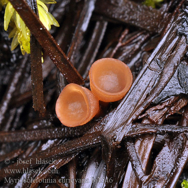 Myriosclerotinia curreyana bj4546