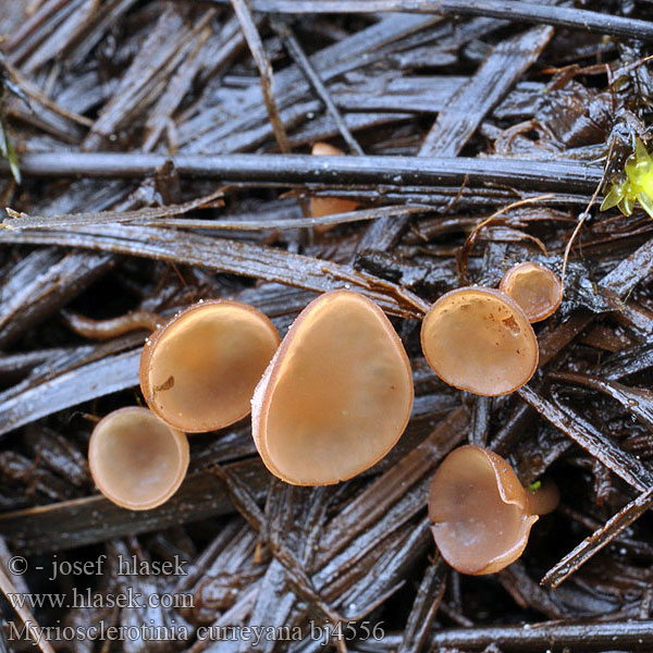 Myriosclerotinia curreyana bj4556