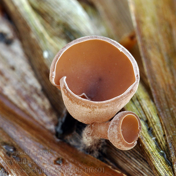 Myriosclerotinia scirpicola Мариосклеротиния тростниковая Sivaksknollsopp Binsen-Sclerotienbecherchen Kaislanpahkapikari Hlízenka skřípinová