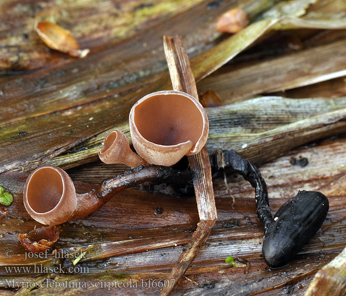 Sivaksknollsopp Binsen-Sclerotienbecherchen Kaislanpahkapikari Hlízenka skřípinová Myriosclerotinia scirpicola Мариосклеротиния тростниковая