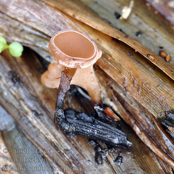 Hlízenka skřípinová Myriosclerotinia scirpicola Мариосклеротиния тростниковая Sivaksknollsopp Binsen-Sclerotienbecherchen Kaislanpahkapikari