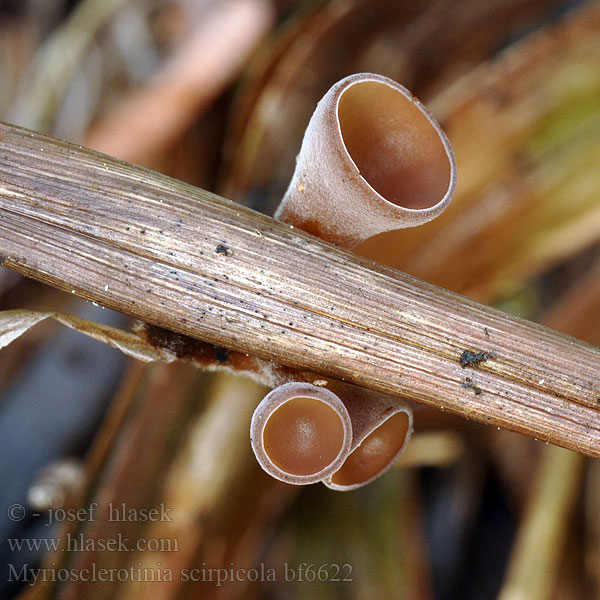 Myriosclerotinia scirpicola bf6622