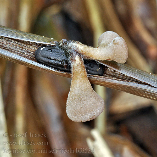 Binsen-Sclerotienbecherchen Kaislanpahkapikari Hlízenka skřípinová Myriosclerotinia scirpicola Мариосклеротиния тростниковая Sivaksknollsopp