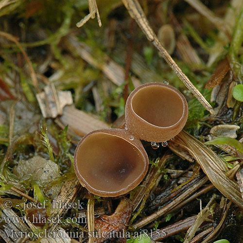 Myriosclerotinia sulcatula Sclerotinia sulcata Sumpf-Becherling Klein zeggeknolkelkje Hlízenka ostřicová