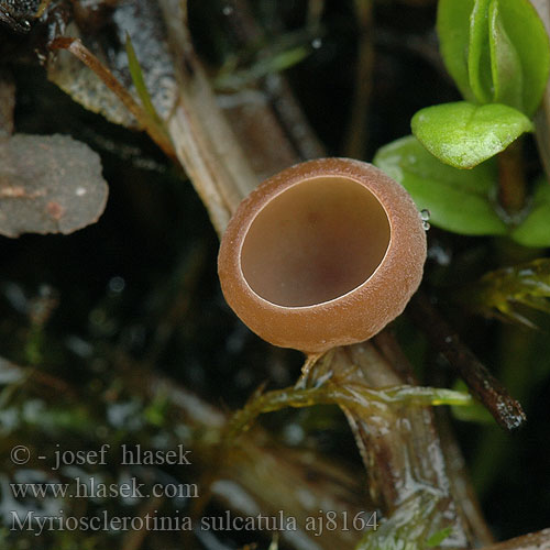 Sclerotinia sulcata Sumpf-Becherling Klein zeggeknolkelkje Hlízenka ostřicová Myriosclerotinia sulcatula