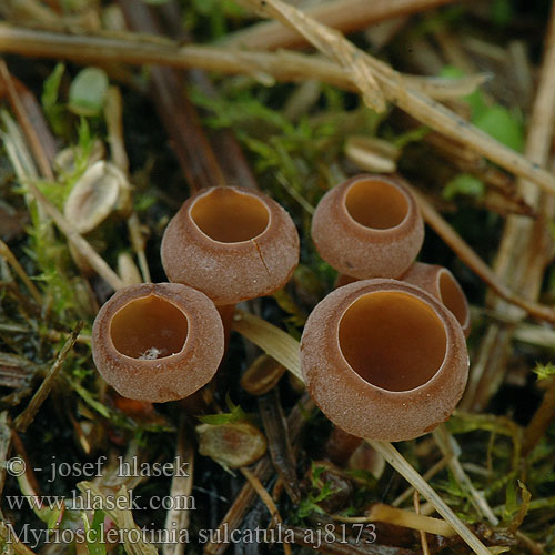 Myriosclerotinia sulcatula aj8173