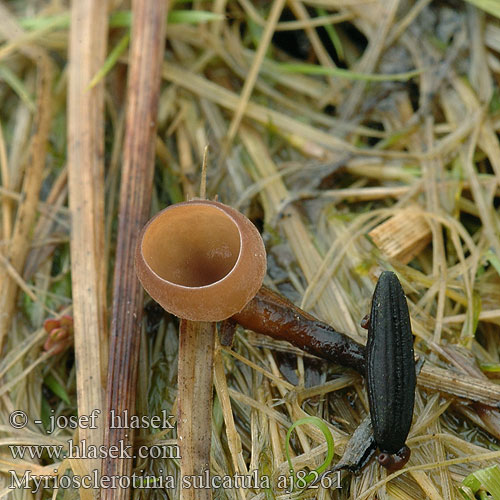 Klein zeggeknolkelkje Hlízenka ostřicová Myriosclerotinia sulcatula Sclerotinia sulcata Sumpf-Becherling