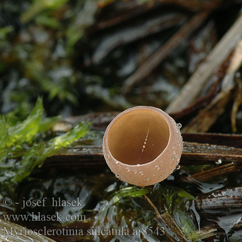 Myriosclerotinia sulcatula aj8543