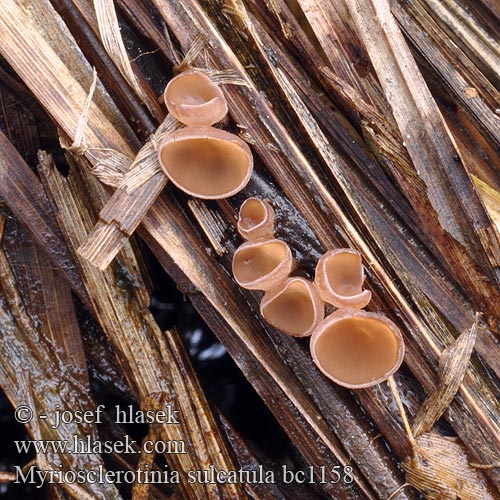 Myriosclerotinia sulcatula Sclerotinia sulcata Sumpf-Becherling Klein zeggeknolkelkje Hlízenka ostřicová