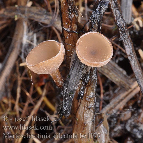 Sumpf-Becherling Klein zeggeknolkelkje Hlízenka ostřicová Myriosclerotinia sulcatula Sclerotinia sulcata