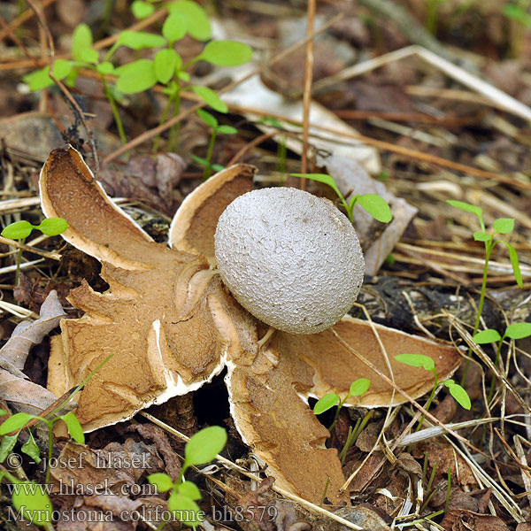 Myriostoma coliforme Mnohokrčka dierkovaná Mnohokrčka dírkovaná Pepperpot earthstar fungus Gwiazda wieloporowa Peperbus Zvjezdasta sitarica Szitaszájú csillaggomba Sieberdstern Sieb Erdstern Мириостома шейковидная ситовидная дырчатая Sitasti prasnikar Srebrna zvezda