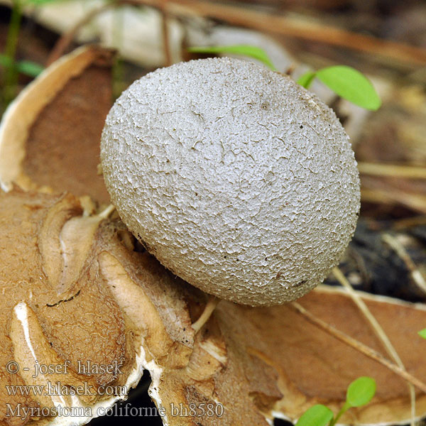 Mnohokrčka dírkovaná Pepperpot earthstar fungus Gwiazda wieloporowa Peperbus Zvjezdasta sitarica Szitaszájú csillaggomba Sieberdstern Sieb Erdstern Мириостома шейковидная ситовидная дырчатая Sitasti prasnikar Srebrna zvezda Myriostoma coliforme Mnohokrčka dierkovaná