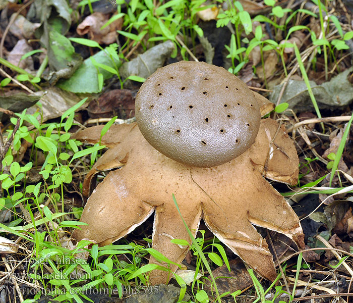 Srebrna zvezda Myriostoma coliforme Mnohokrčka dierkovaná Mnohokrčka dírkovaná Pepperpot earthstar fungus Gwiazda wieloporowa Peperbus Zvjezdasta sitarica Szitaszájú csillaggomba Sieberdstern Sieb Erdstern Мириостома шейковидная ситовидная дырчатая Sitasti prasnikar