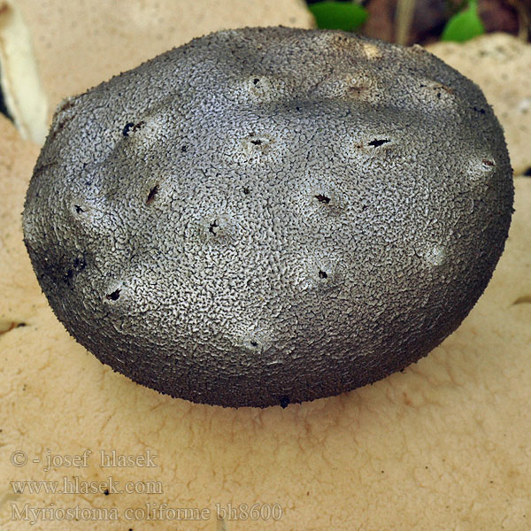 Pepperpot earthstar fungus Gwiazda wieloporowa Peperbus Zvjezdasta sitarica Szitaszájú csillaggomba Sieberdstern Sieb Erdstern Мириостома шейковидная ситовидная дырчатая Sitasti prasnikar Srebrna zvezda Myriostoma coliforme Mnohokrčka dierkovaná Mnohokrčka dírkovaná