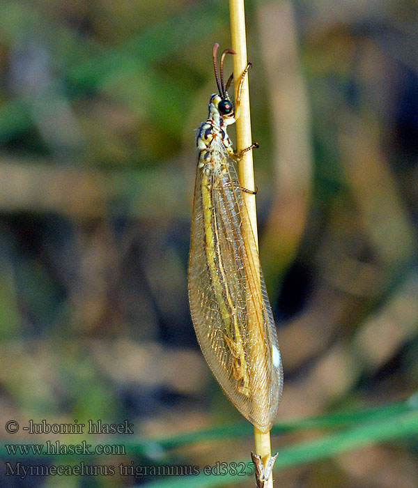 Myrmecaelurus trigrammus