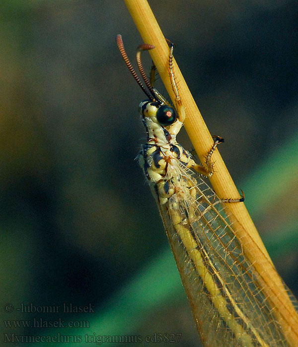 Myrmecaelurus trigrammus