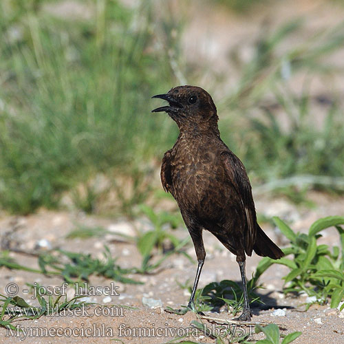 Sassicola mangiaformiche meridionale ハジロアリヒタキ