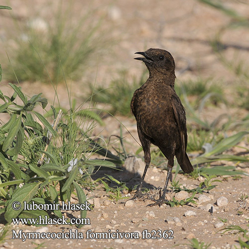 Swartpiek Zorzal-hormiguero Meridional Sassicola mangiaformiche meridionale