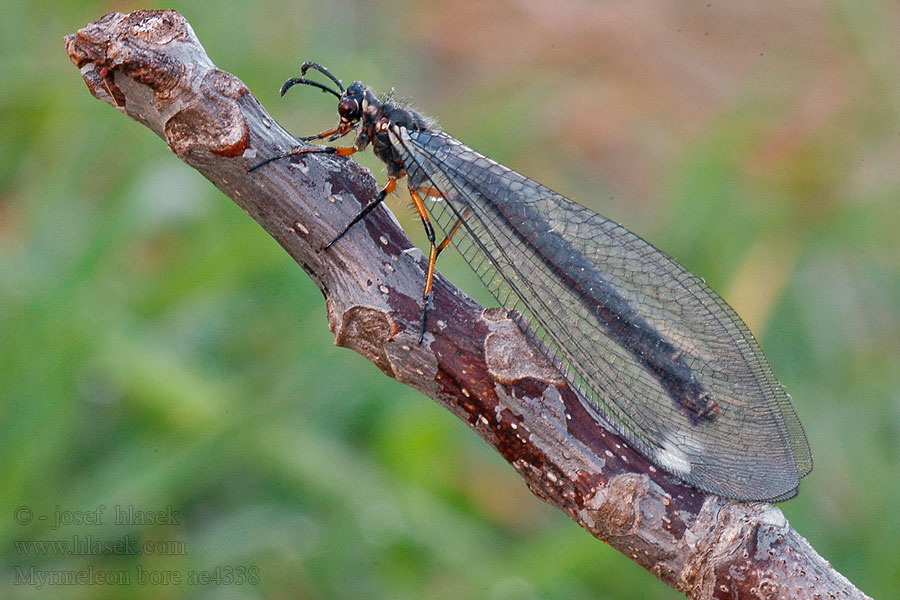 Mravkolev dunový Myrmeleon bore